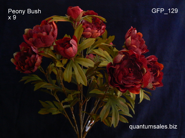 Peony Bush x 9  ( $8.60 )